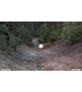 Óculos Oakley Flight Jacket Prizm 9401-0437 Óculos Oakley Flight Jacket Prizm 9401-0437